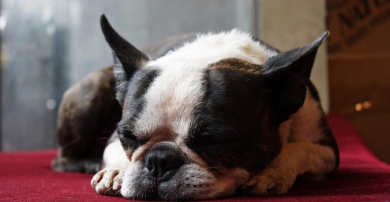 15 Dog Breeds Most Likely To Snore Loudly What It Can Signal And When To Call a Vet dog news