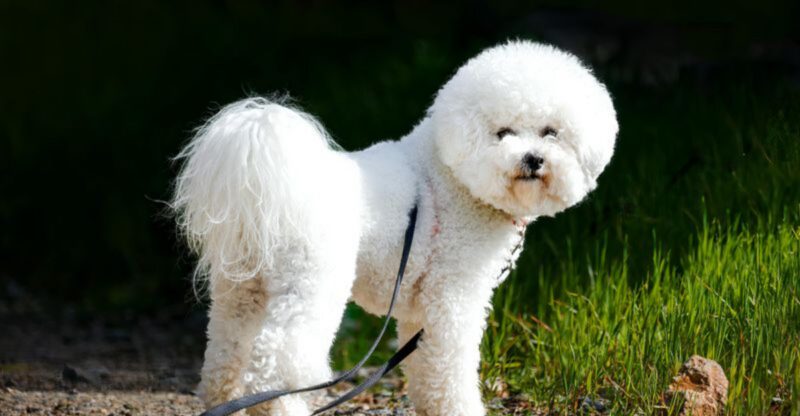 15 Dog Breeds Most Likely to Act Dramatic About Rain Puddles and Wet Grass And Why They Do It