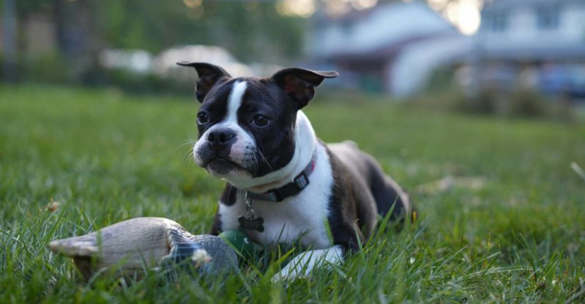 15 Dog Breeds That Are More Sensitive to Cold Weather Than Most Owners