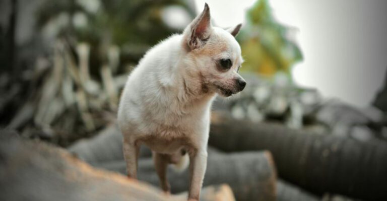 15 Dog Breeds That Are Most Likely to Develop Dental Issues Without Routine Care dog news