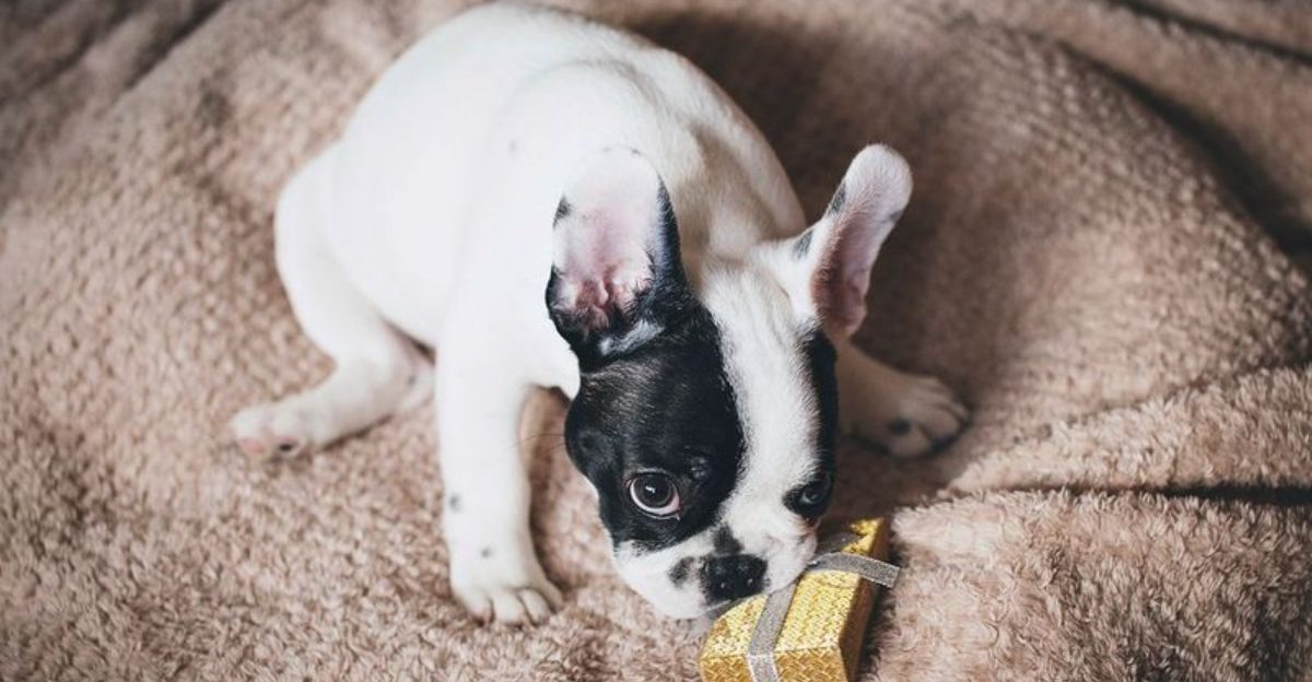 15 Dog Breeds That Are Surprisingly Low Maintenance