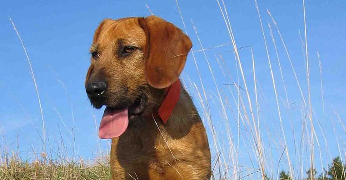 15 Dog Breeds That Become More Restless After Rainy Days Why Indoor Enrichment Matters