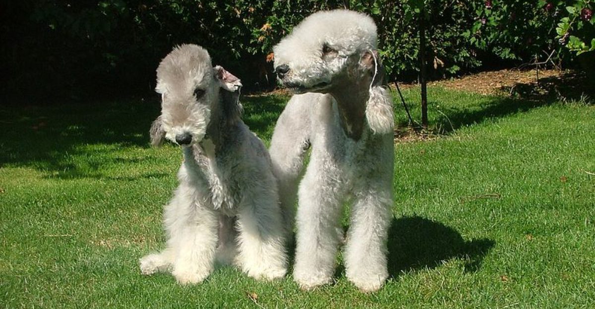 15 Dog Breeds That Commonly Get Digestive Upsets From Treats The Safer Treat Strategy