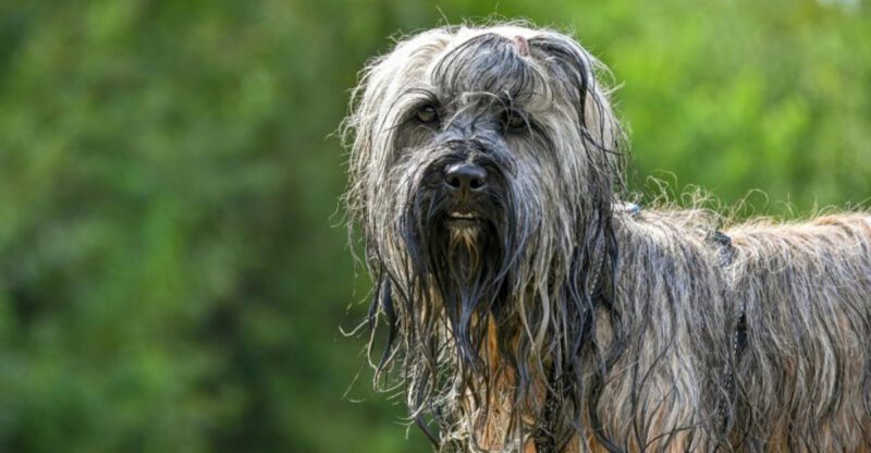 15 Dog Breeds That Commonly Get Tear Stains The Causes Owners Can Control