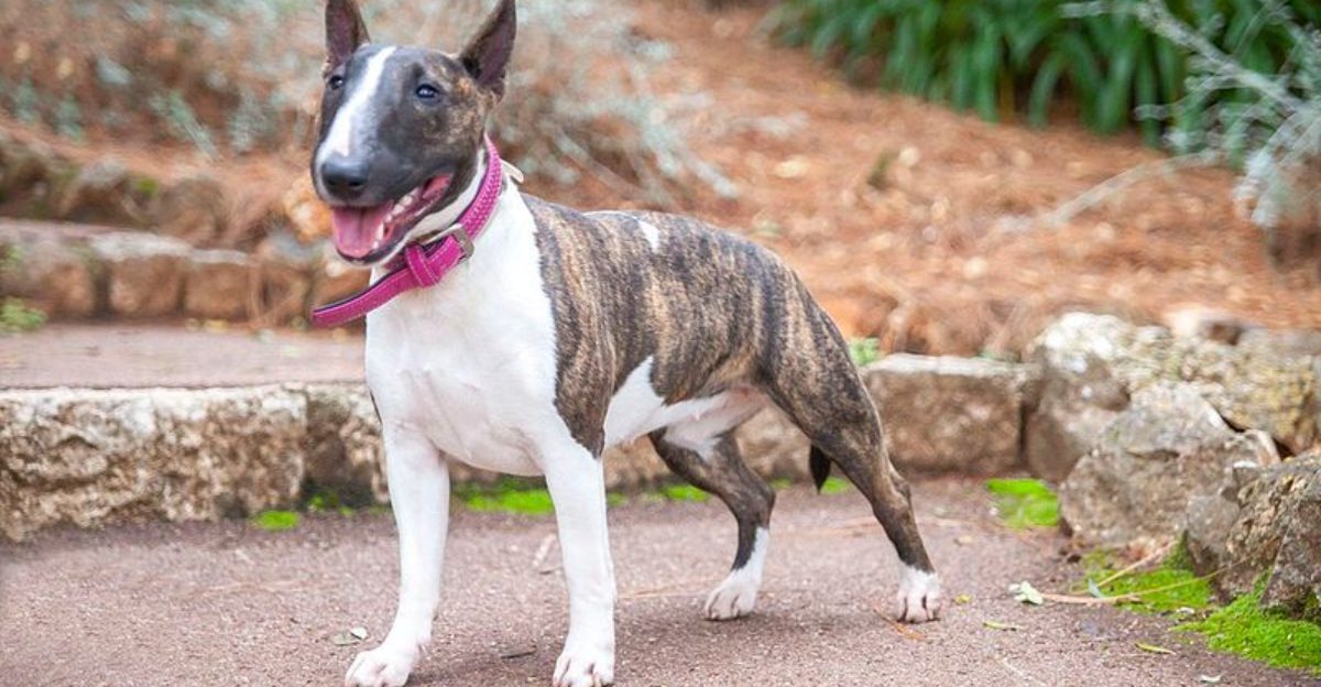 15 Dog Breeds That Form Intense Bonds With Just One Toy or Object