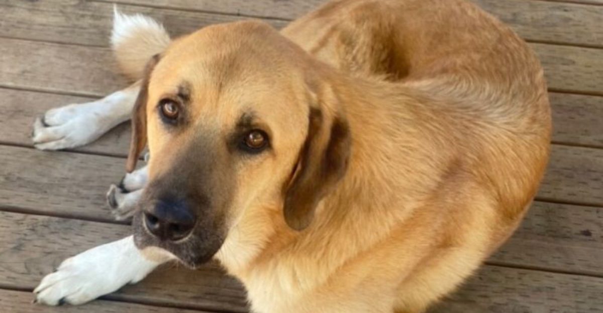 15 Dog Breeds That Improve Dramatically With One Extra Rest Day Per Week