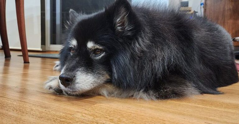 15 Dog Breeds That Learn Bad Habits Fast And the One Rule Owners Must Never Break dog news