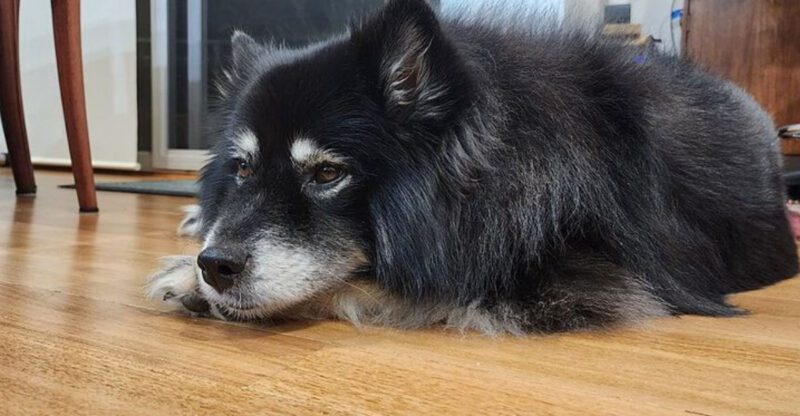 15 Dog Breeds That Learn Bad Habits Fast And the One Rule Owners Must Never Break