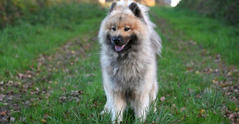 15 Dog Breeds That Never Ignore a Cry Whimper or Heavy Sigh