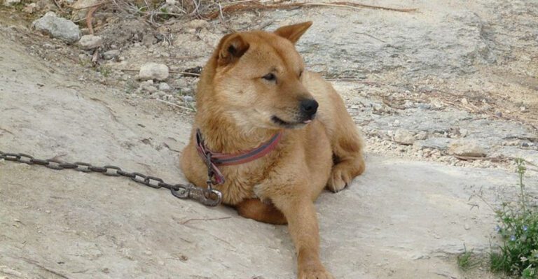 15 Dog Breeds That Often Dislike Strangers Touching Them The Socialization Steps Owners Skip dog news