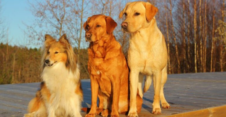 15 Dog Breeds That Share Many Traits with Labrador Retrievers dog news