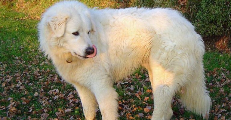 15 Dog Breeds That Show Stress Through Slow Movement Not Hyperactivity dog news