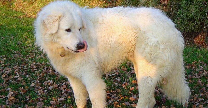 15 Dog Breeds That Show Stress Through Slow Movement Not Hyperactivity