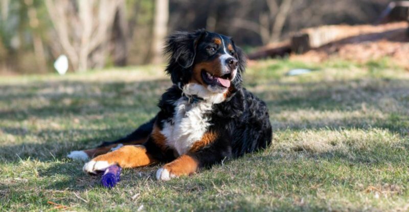 15 Dog Breeds That Stay Amazingly Patient and Gentle With Even the Clumsiest Kids