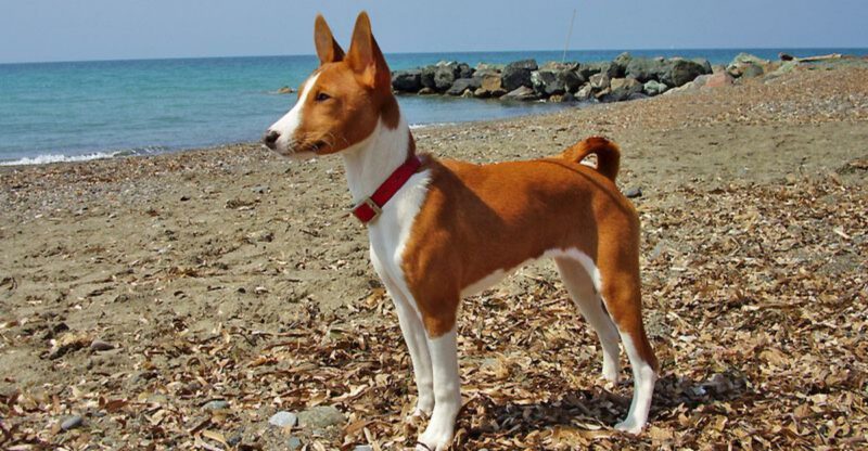 15 Dog Breeds That Struggle Most on Shiny Tile