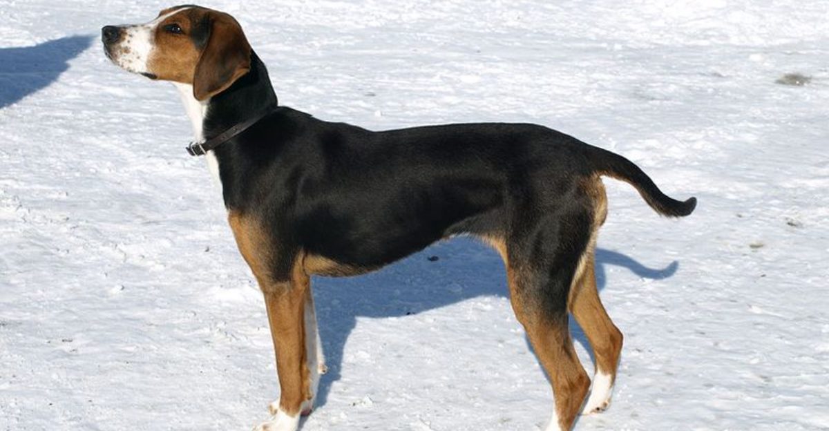 15 Dog Breeds That Tend To Get Zoomies At The Same Time Daily What It Signals About Needs