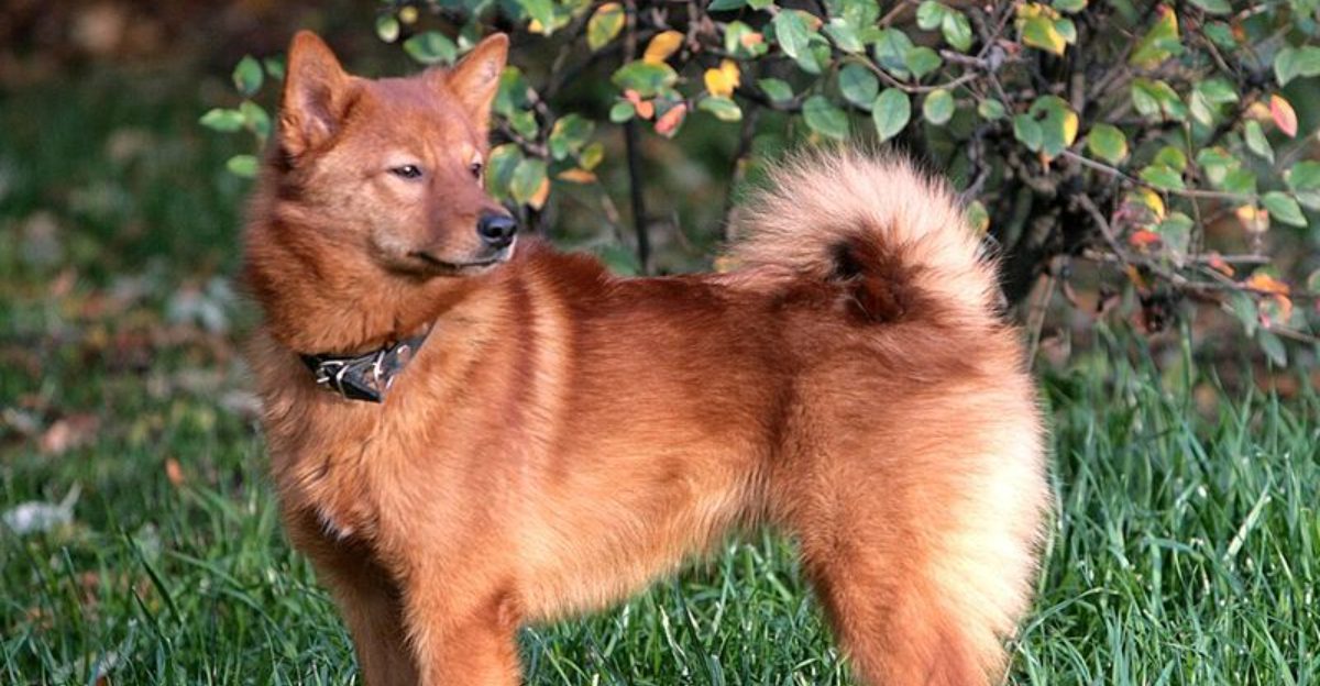 15 Dog Breeds That Turn Enrichment Toys Into Their Own Little Science