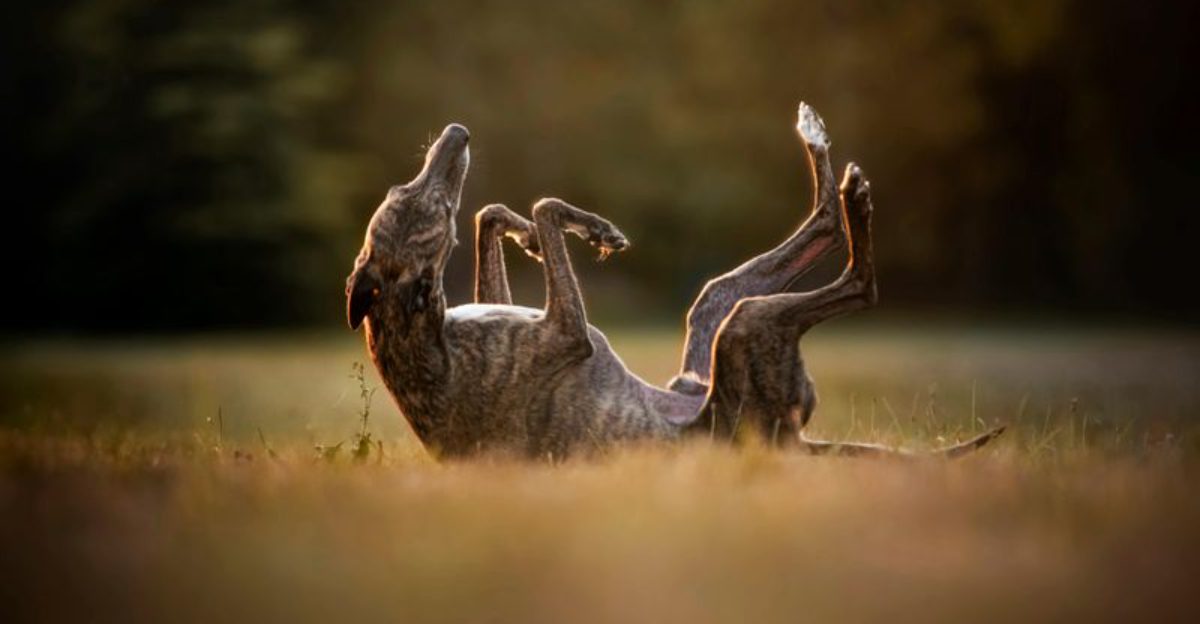 15 Dog Breeds With The Funniest Sleeping Habits