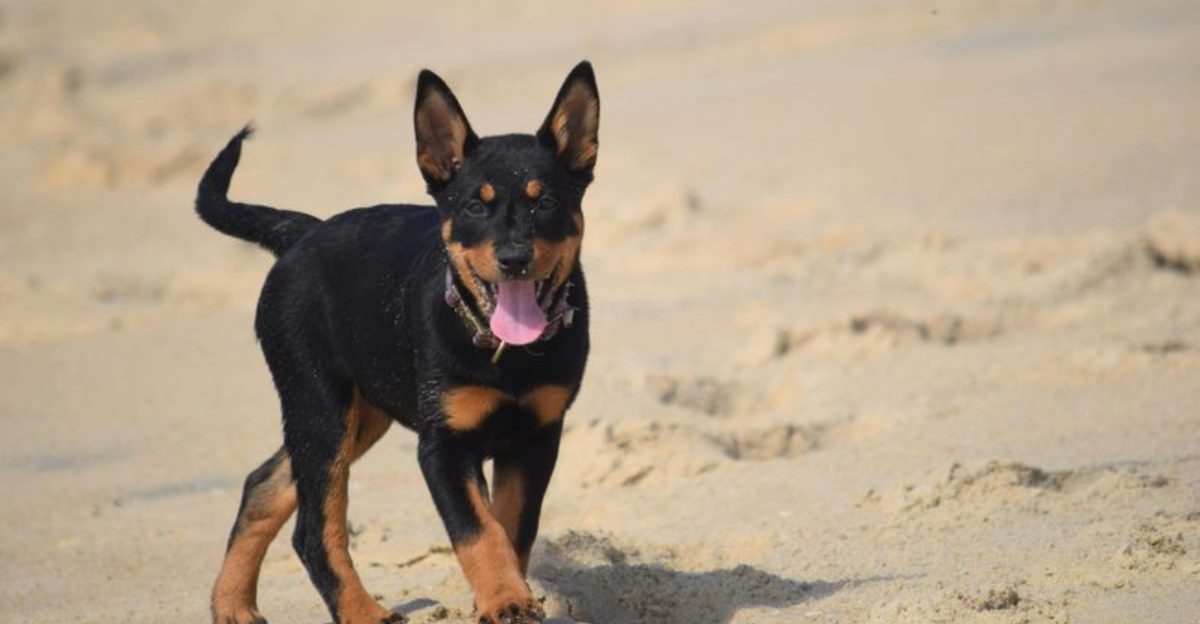 15 Dogs That Commonly Balance Awareness and Relaxation Indoors