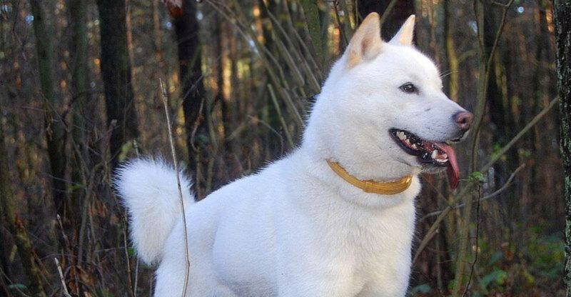 16 Dog Breeds That Are Often Overfed Without Owners Realizing The Portion Mistakes Behind It