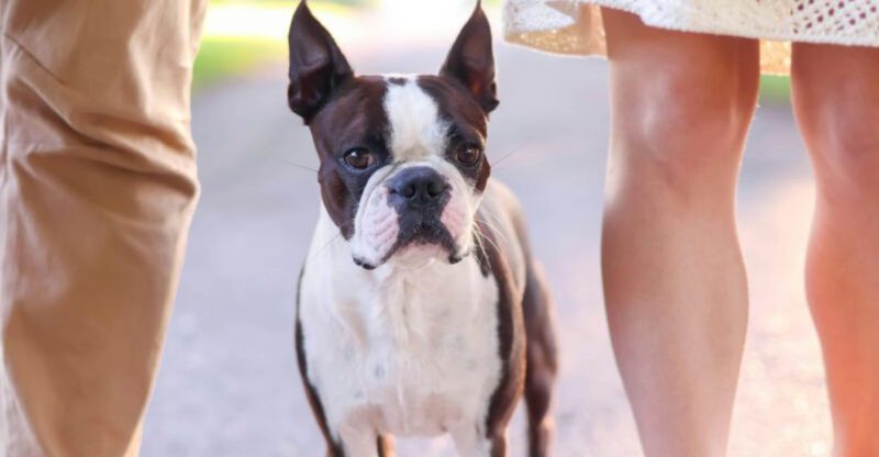 16 Dog Breeds That Are So Food Driven Theyll Work for One Tiny Crumb