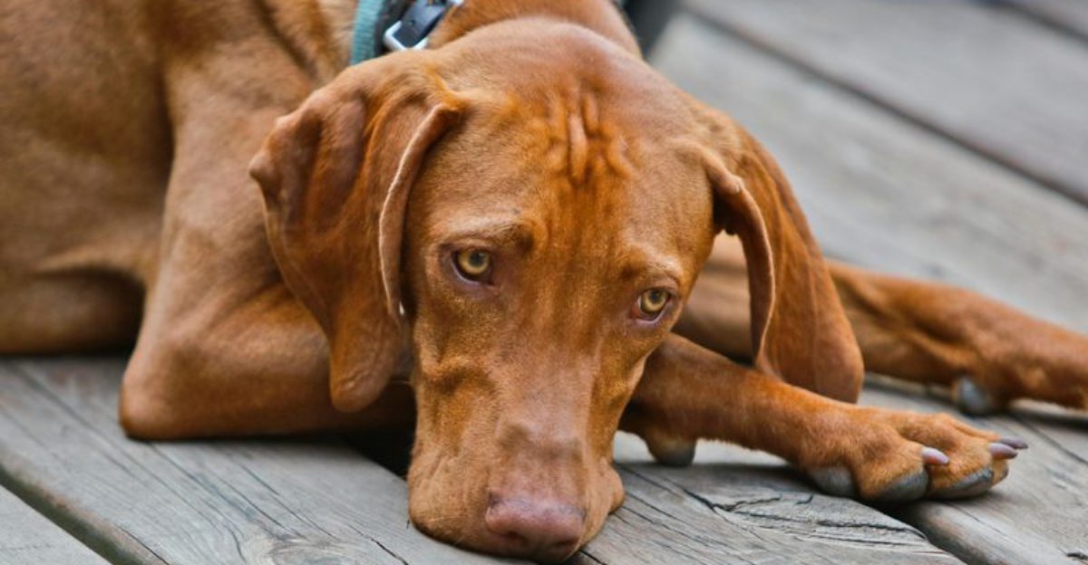 16 Dog Breeds That Become Total Clowns After a Bath And What It Means