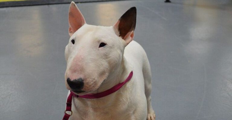 16 Dog Breeds That Can Outsmart Baby Gates The Home Setup That Actually Works dog news