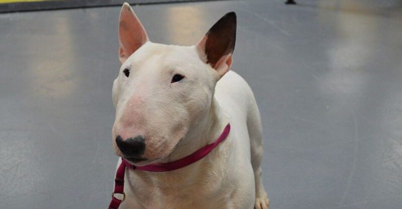 16 Dog Breeds That Can Outsmart Baby Gates The Home Setup That Actually Works