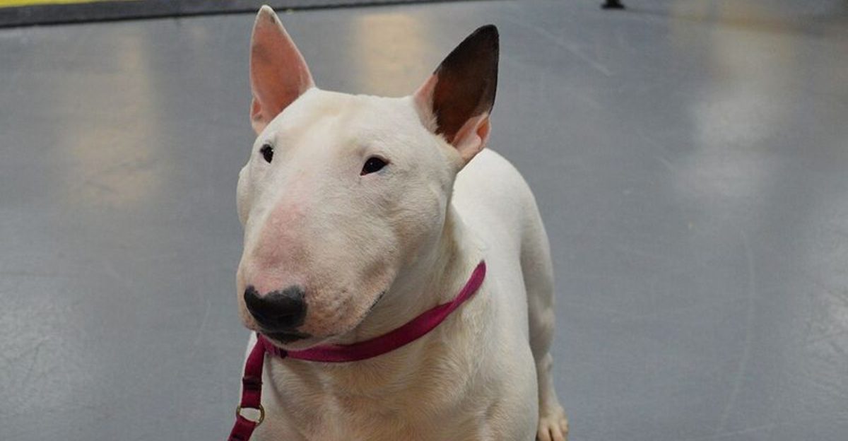 16 Dog Breeds That Can Outsmart Baby Gates The Home Setup That Actually Works