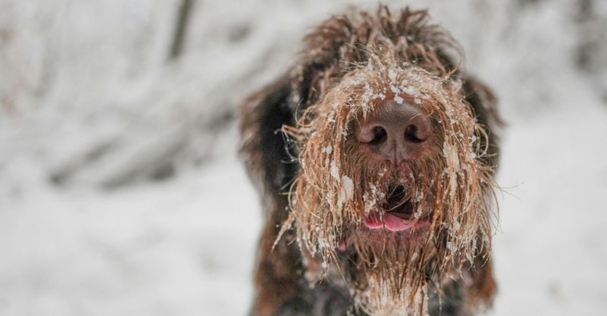 16 Dog Breeds That Emotionally Shut Down When Owners Expect Too Much