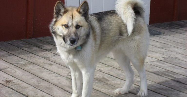 16 Dog Breeds That Show Discomfort Through Avoidance Not Resistance dog news