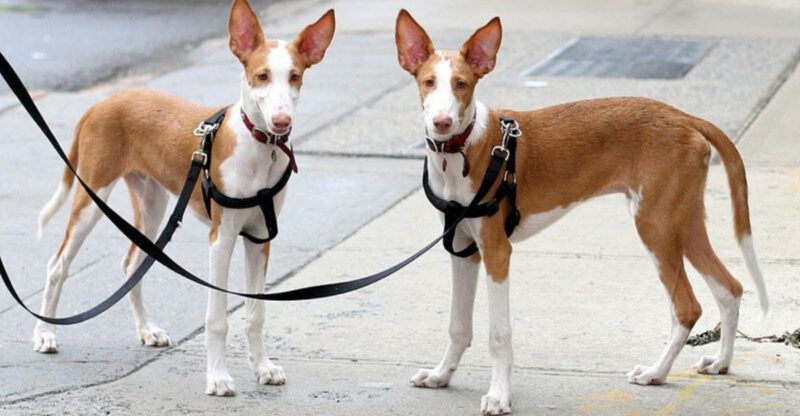 16 High Prey Drive Dog Breeds The On Walk Behaviors Owners Should Expect