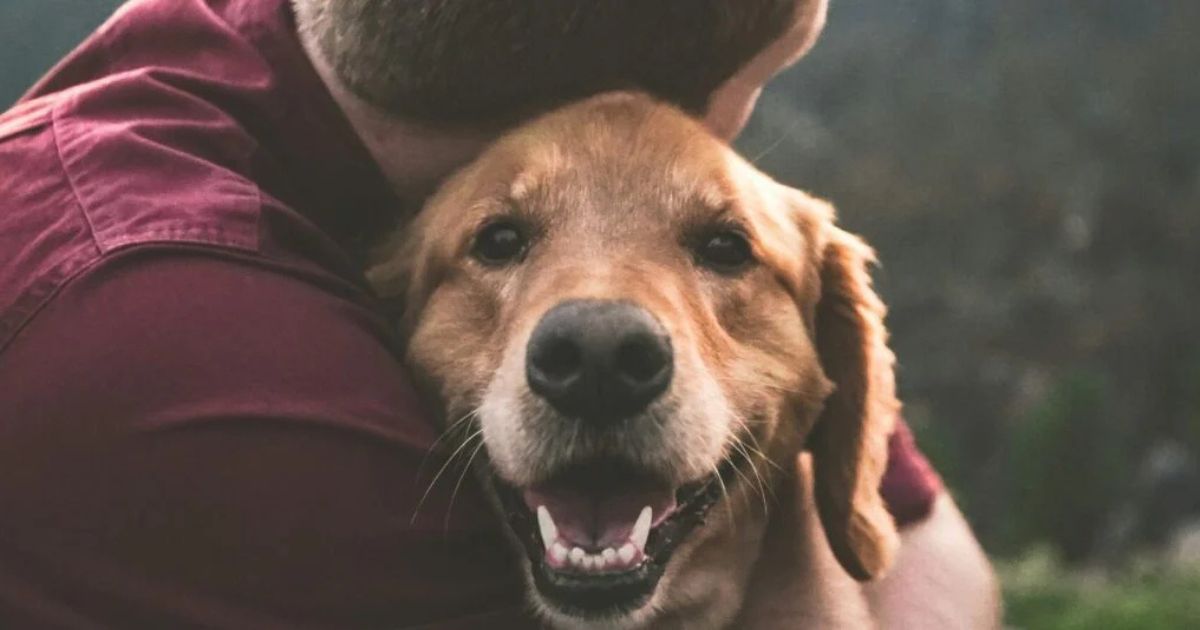 16 Most Emotionally Attached Dog Breeds That Bond Deeply With One Person