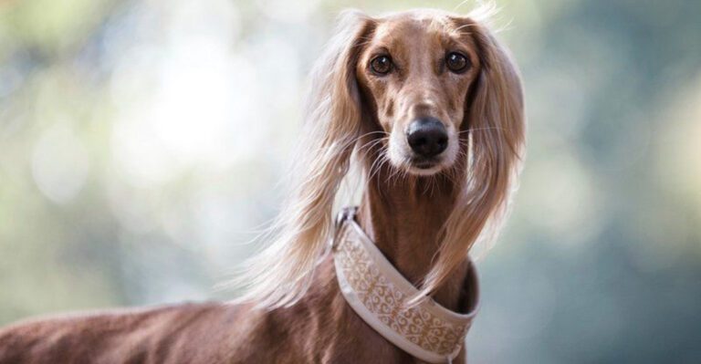 17 Dog Breeds That Commonly Struggle With Nail Trims And the Handling Trick That Works dog news