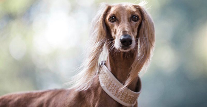 17 Dog Breeds That Commonly Struggle With Nail Trims And the Handling Trick That Works