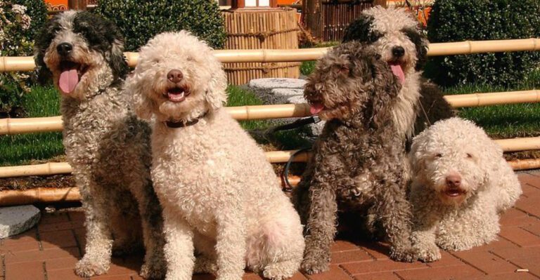 17 Dog Breeds That Misbehave When Owners Talk Too Much The Quiet Cue Method Trainers Use dog news