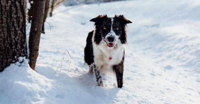 17 Dog Breeds That React So Fast Youll Miss It If You Blink