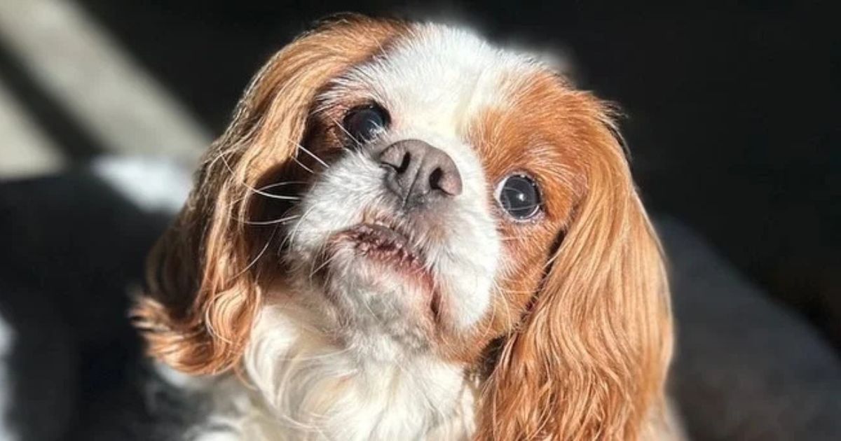 17 Gentle Dog Breeds That Are Patient Soft Natured and Easy to Live With