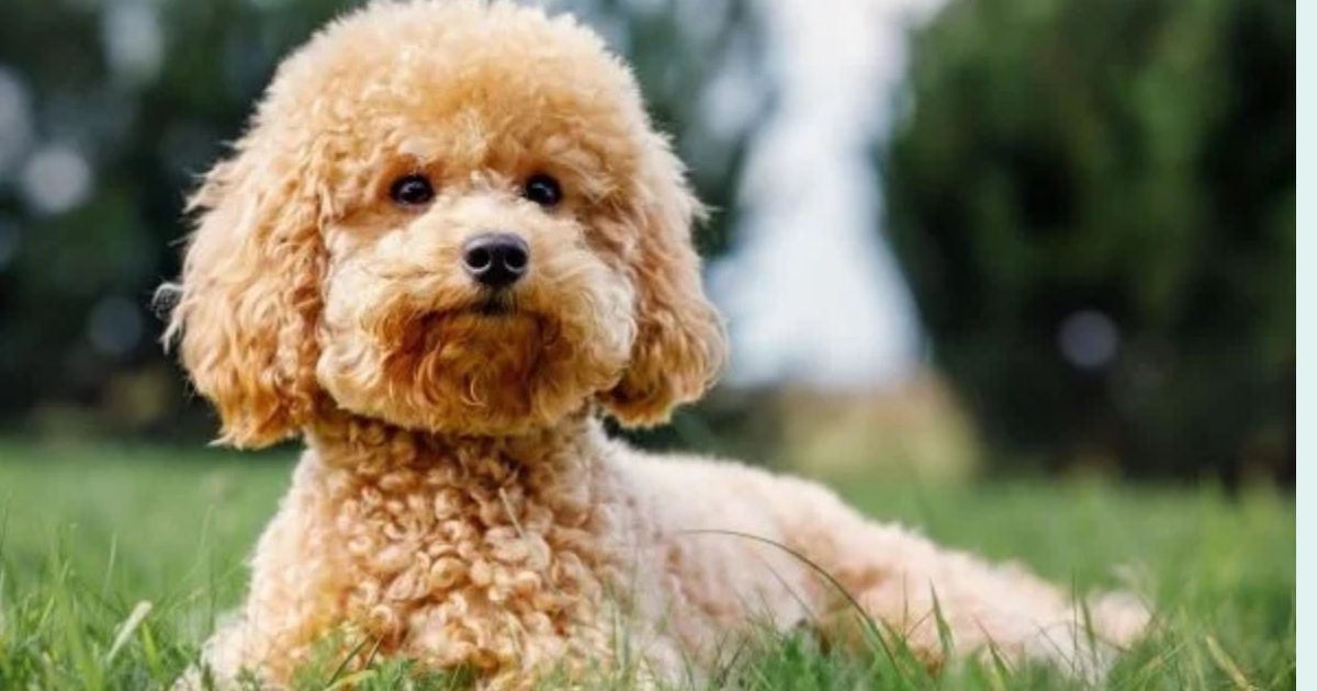 17 Low Shedding Dog Breeds That Are Easier to Keep Clean at Home