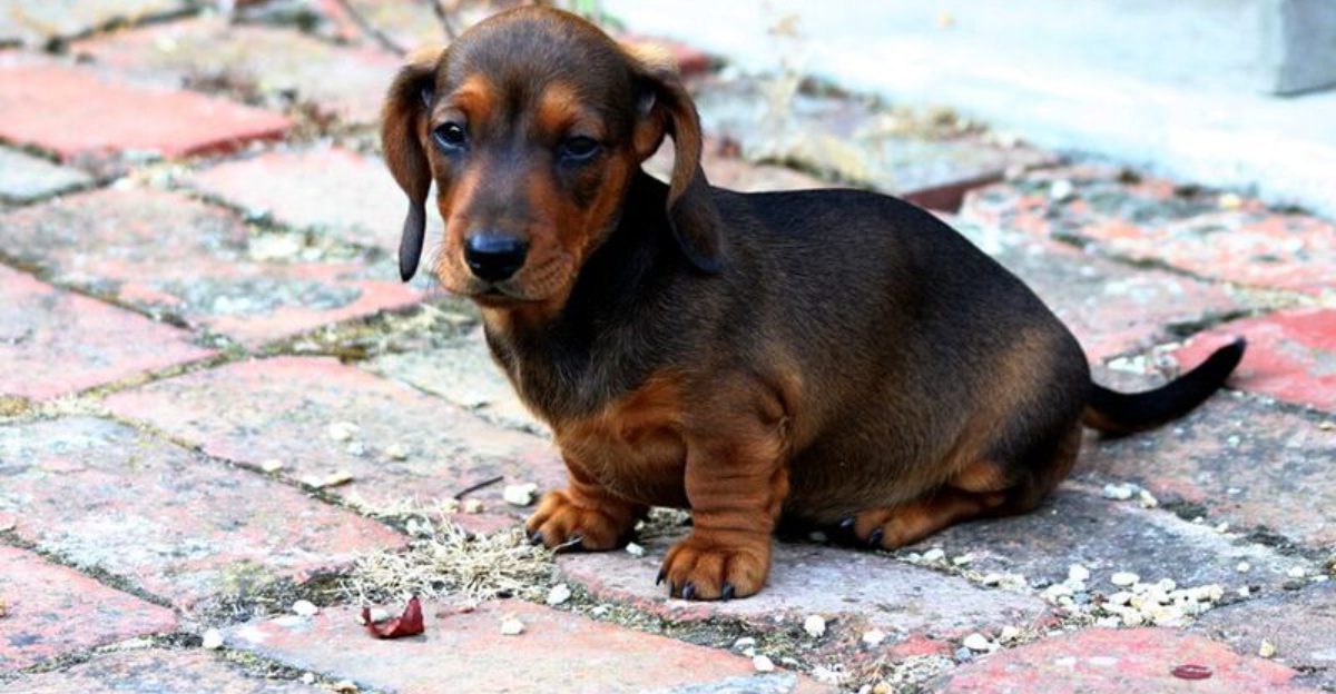 17 Must Know Things About Mini Dachshunds Before You Bring One Home
