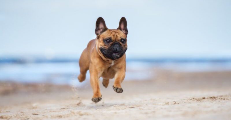 17 Surprising Dog Breeds That Arent Natural Swimmers