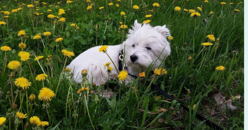 18 Best Companion Dog Breeds for People Who Live Alone 1