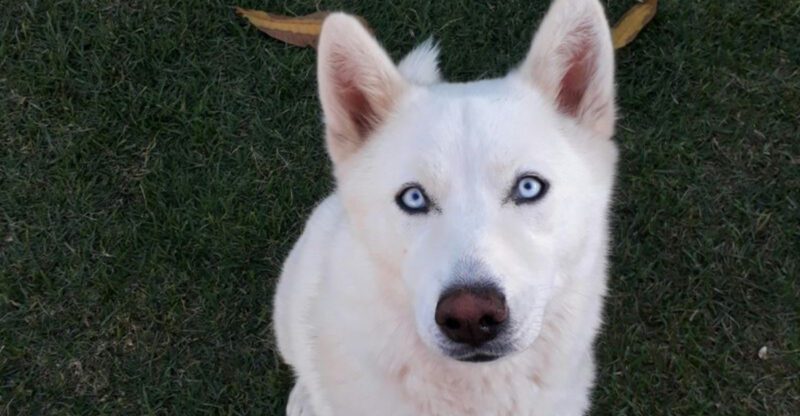 18 Dog Breeds That Often Dont Match What New Owners Expect