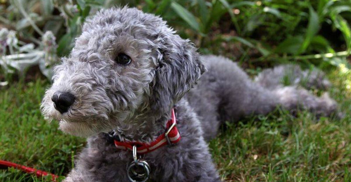 18 Dog Types Whose Breed Standards Include Surprisingly Bizarre Details