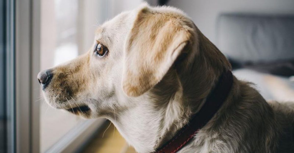 19 Common Dog Behaviors People Punish That Are Actually Signs of Trust