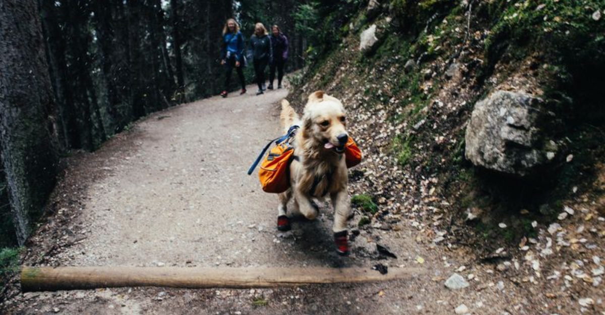19 Fun Dog Activities Your Pup Will Absolutely Love Doing With You