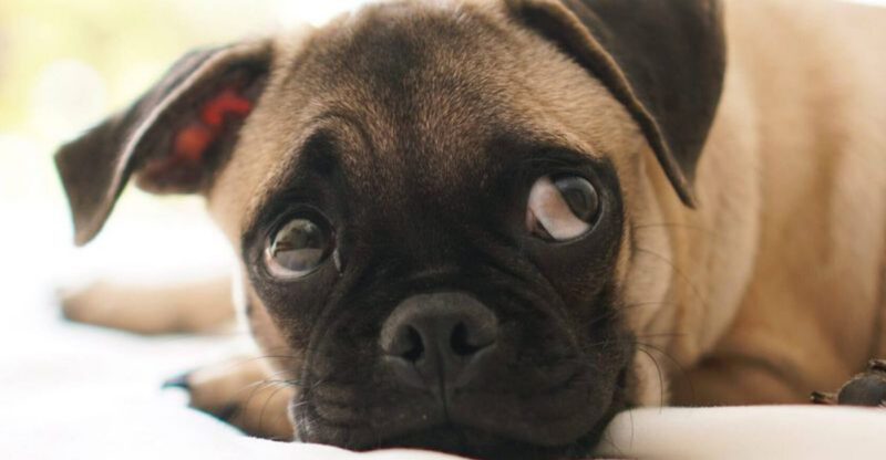 7 Everyday Sounds That Make Dogs Anxious and How You Can Help Them Feel Safe