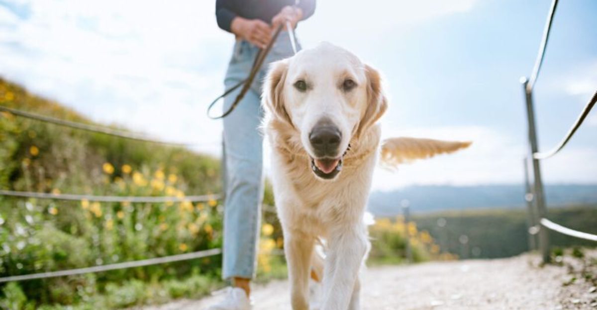 9 Common Owner Habits That Can Trigger Leash Reactivity And How to Fix Them