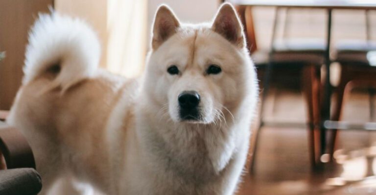 9 Spitz Type Dog Breeds With Big Personalities And the Training Style They Respond To Best dog news