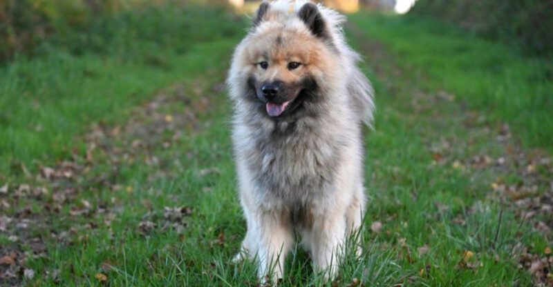 About to Get Your First Puppy These 14 Breeds Usually Handle Beginner Mistakes Best